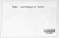 Leptosphaeria typhae image
